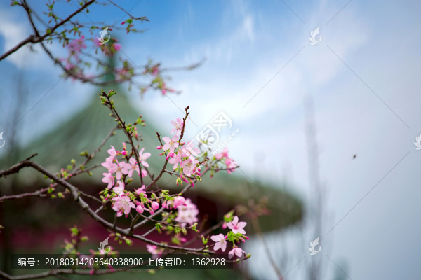 櫻花,廣州櫻
