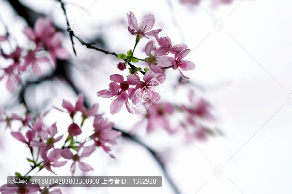 櫻花,廣州櫻