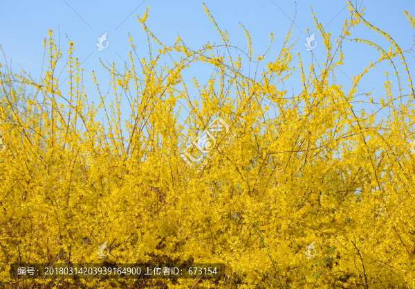 迎春花