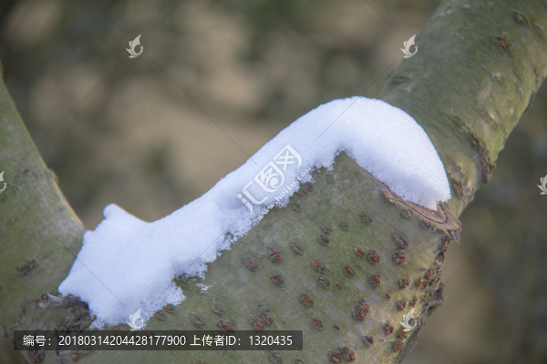 積雪