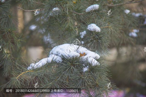 積雪