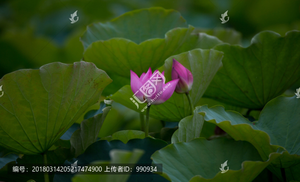 荷花,意境荷花,高清大圖