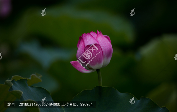 荷花,意境荷花,高清大圖