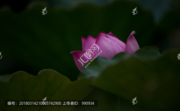 荷花,意境荷花,高清大圖