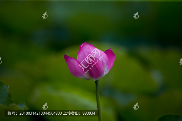 荷花,意境荷花,高清大圖