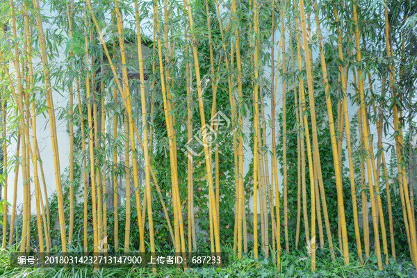 意境竹林