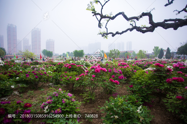 牡丹鮮花