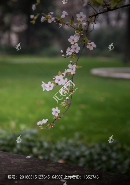 梨花