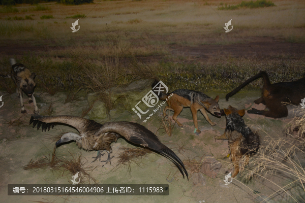 草原動物標(biāo)本