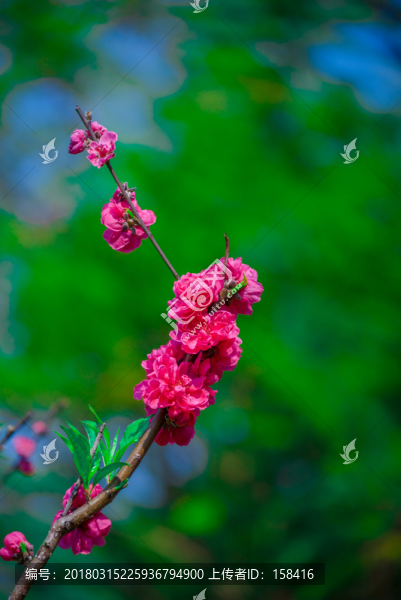 春天桃園桃花素材