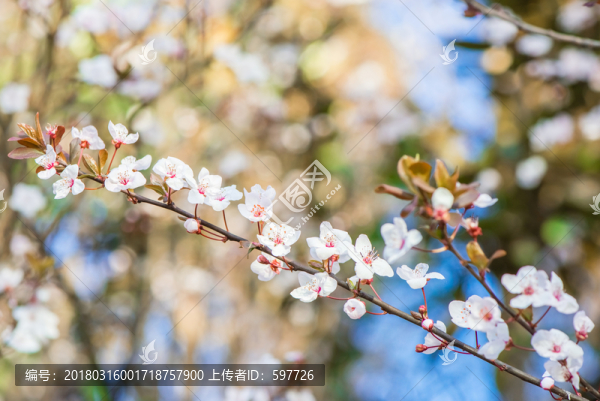梨花又開放