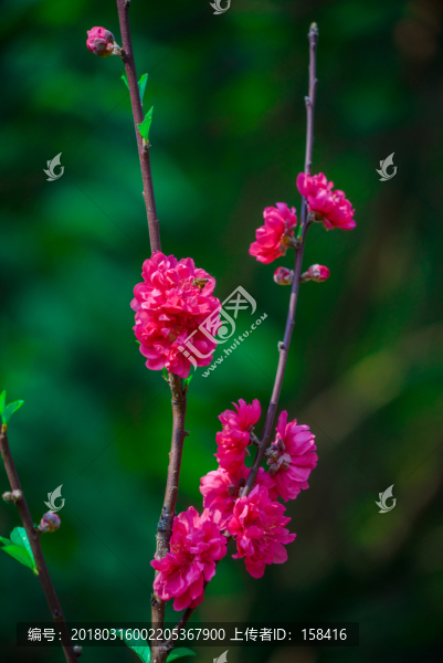 桃花素材