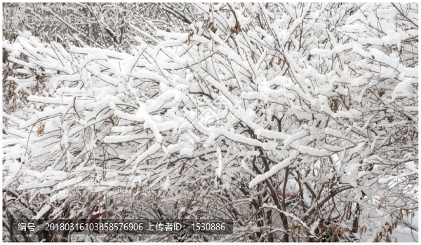 雪后,瑞雪