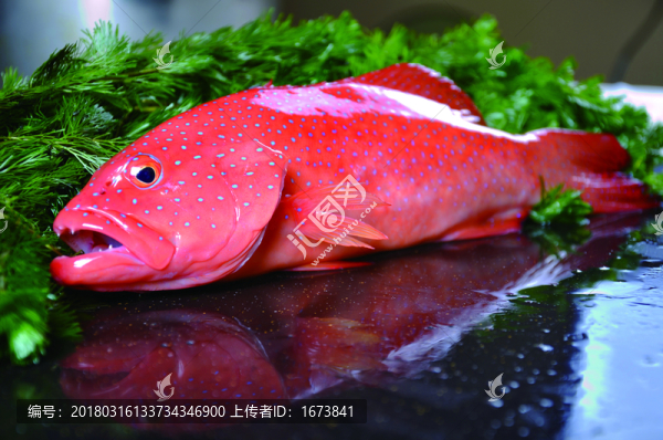 東星斑