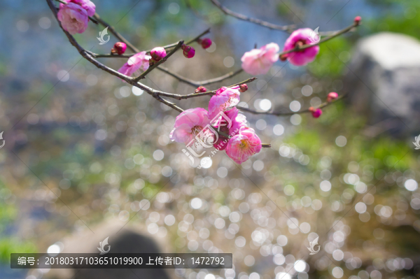 東湖梅園春梅綻放