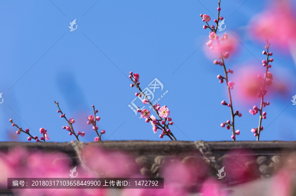東湖梅園春梅綻放