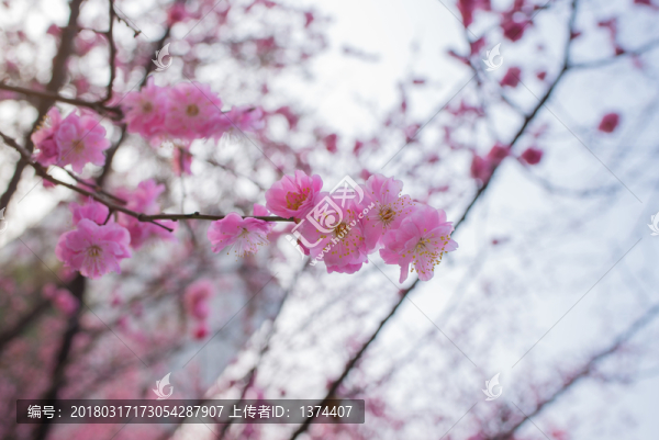 春暖花開,花,背景,手機壁紙