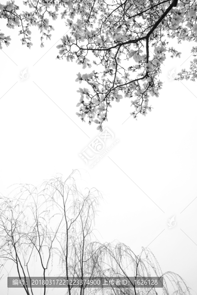 玉蘭花開