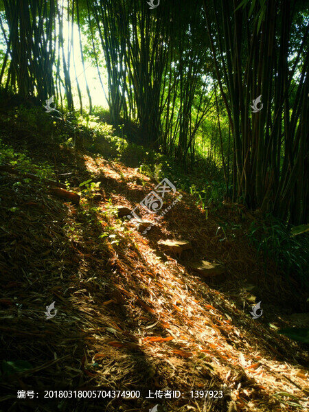 陽光下的竹林
