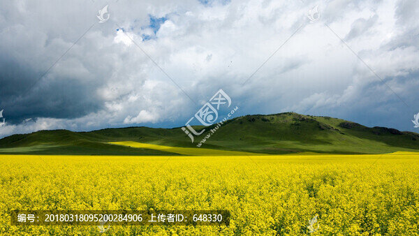 鄉(xiāng)村油菜地風(fēng)光