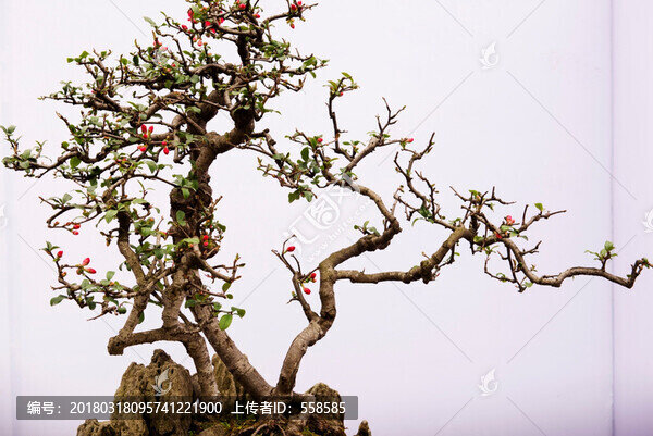 川派盆景,貼梗海棠