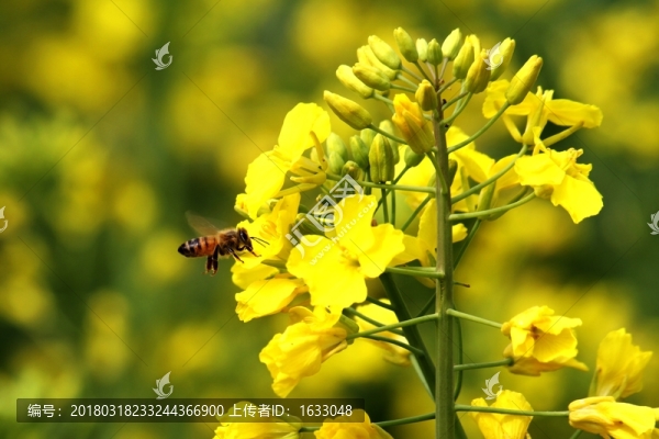 漢中油菜花