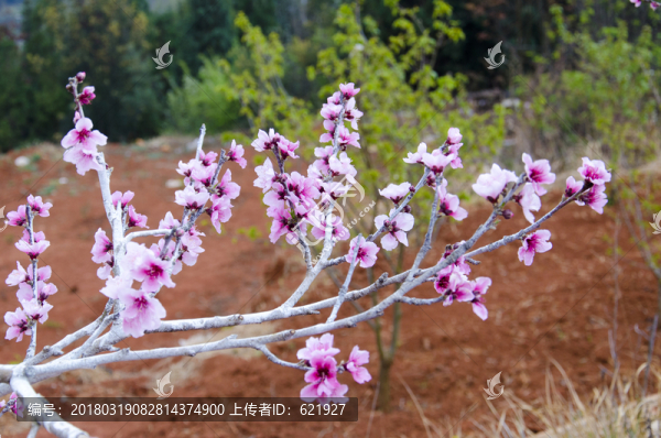 桃花盛開