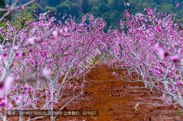 桃花盛開