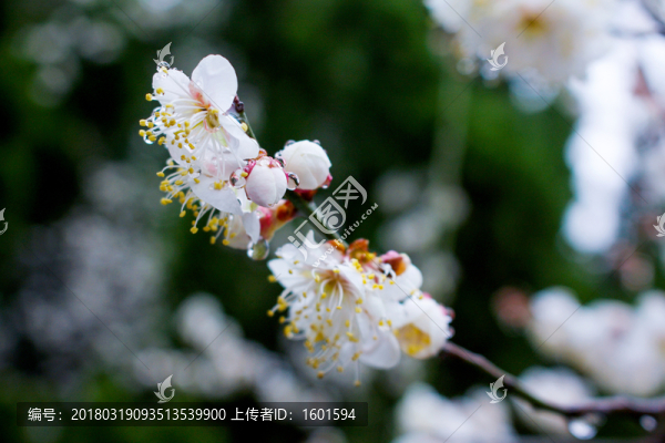 杏花
