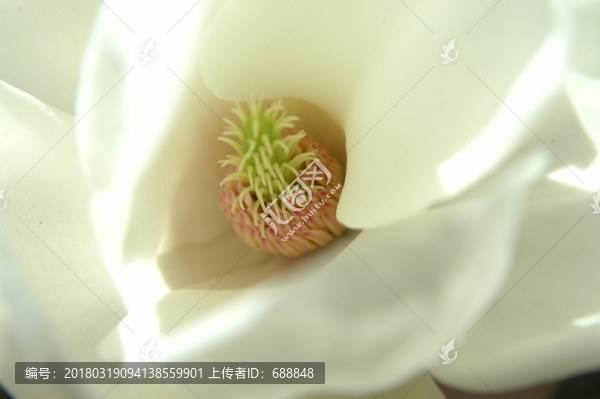 玉蘭花特寫