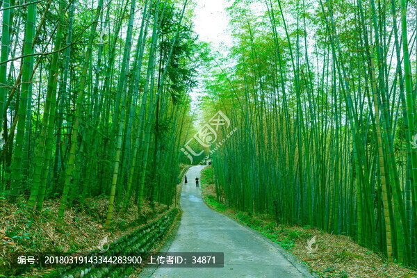 竹林風(fēng)光