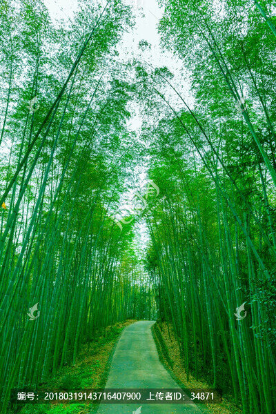 竹林小徑