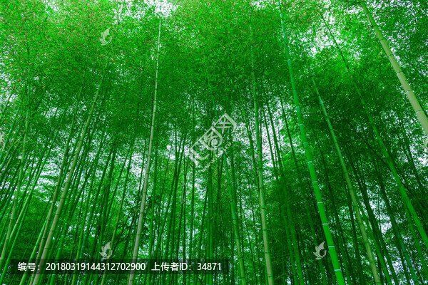 竹林
