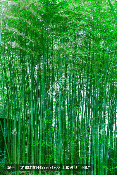 竹子