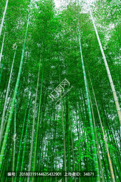 翠竹