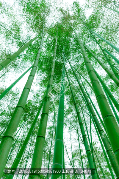 竹林素材
