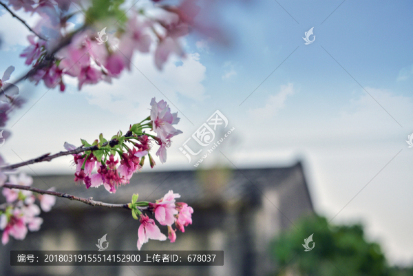 櫻花