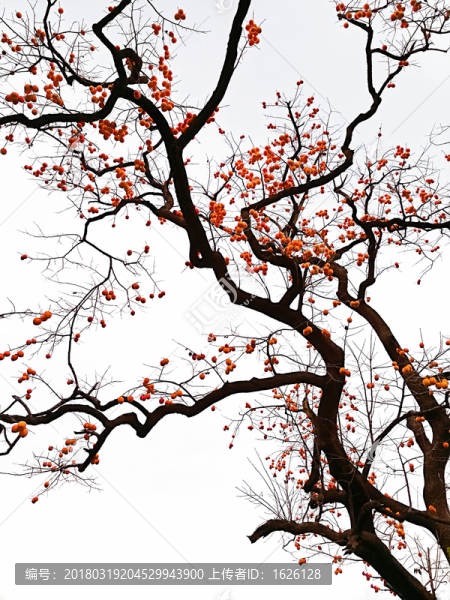 水墨紅柿