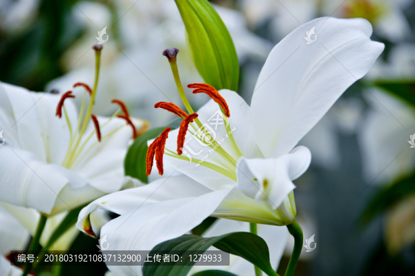 百合花