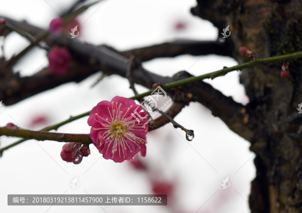 梅花前景素材