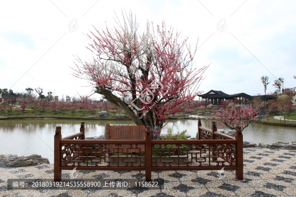 梅花前景素材