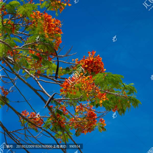 無(wú)框畫(huà),鳳凰花