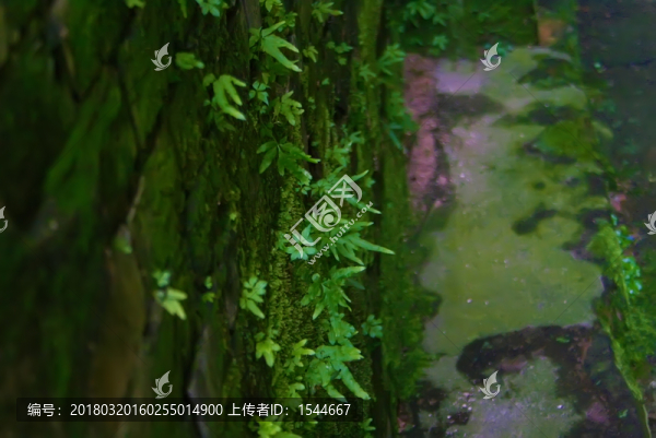附生植物