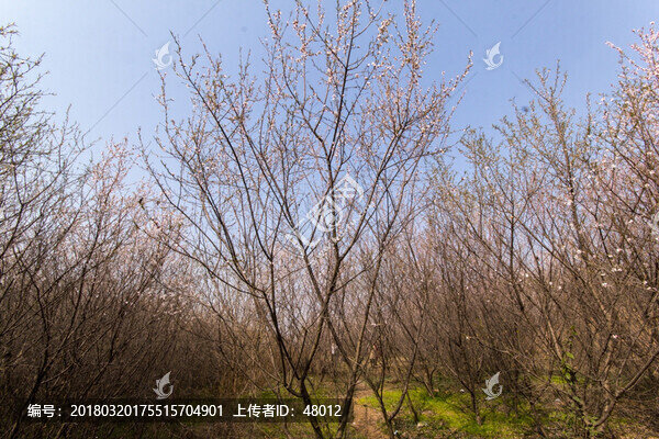 桃林