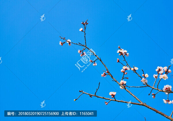 杏花,高清大圖