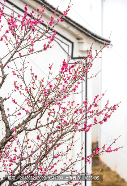 梅花