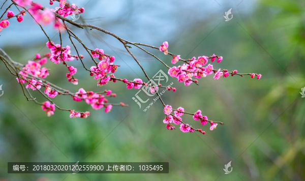 紅梅