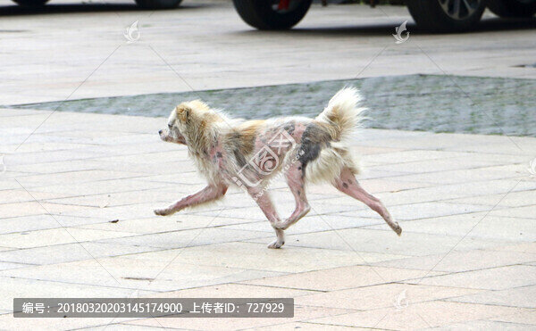 飛奔的狗