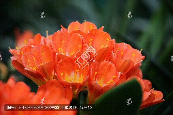 君子蘭,花,花卉,綻放