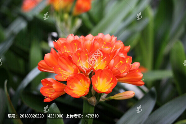 君子蘭,花,花卉